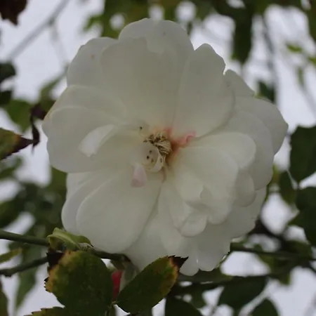 Meinweg 瓦森贝格